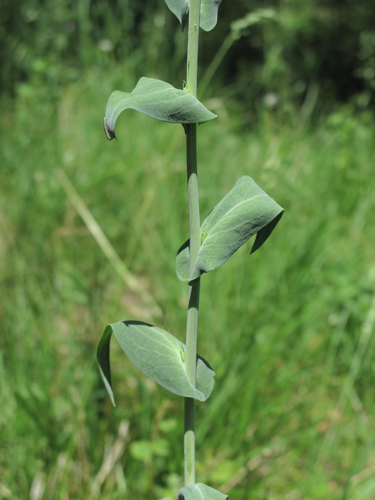 Arabis glabra